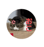 6匹の元野良猫達（個別スタンプ：7）