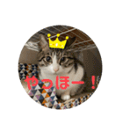 6匹の元野良猫達（個別スタンプ：8）