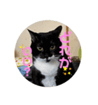 6匹の元野良猫達（個別スタンプ：9）