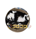 6匹の元野良猫達（個別スタンプ：10）