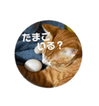 6匹の元野良猫達（個別スタンプ：13）