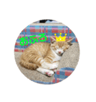 6匹の元野良猫達（個別スタンプ：16）