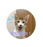 6匹の元野良猫達（個別スタンプ：17）