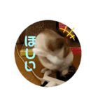 6匹の元野良猫達（個別スタンプ：18）
