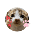 6匹の元野良猫達（個別スタンプ：19）