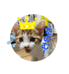 6匹の元野良猫達（個別スタンプ：20）