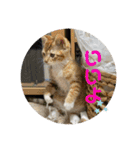 6匹の元野良猫達（個別スタンプ：21）