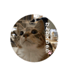 6匹の元野良猫達（個別スタンプ：22）