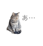 猫 ねこ ネコ 野良（個別スタンプ：1）
