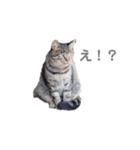 猫 ねこ ネコ 野良（個別スタンプ：2）