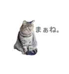 猫 ねこ ネコ 野良（個別スタンプ：3）