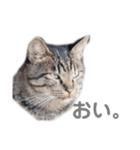 猫 ねこ ネコ 野良（個別スタンプ：4）