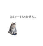 猫 ねこ ネコ 野良（個別スタンプ：5）