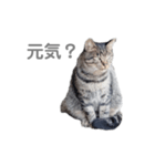 猫 ねこ ネコ 野良（個別スタンプ：6）