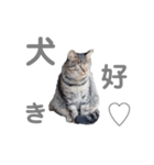 猫 ねこ ネコ 野良（個別スタンプ：7）