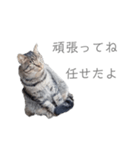 猫 ねこ ネコ 野良（個別スタンプ：8）