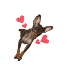 ❤️ミニピンboss❤️（2）（個別スタンプ：4）