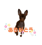 ❤️ミニピンboss❤️（2）（個別スタンプ：18）