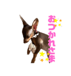 ❤️ミニピンboss❤️（2）（個別スタンプ：19）