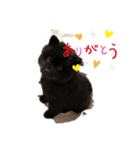 チャウチャウ くーちゃんpart2（個別スタンプ：1）