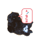 チャウチャウ くーちゃんpart2（個別スタンプ：14）