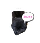 チャウチャウ くーちゃんpart2（個別スタンプ：16）
