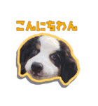 パンくんは新しい家族（個別スタンプ：2）