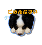 パンくんは新しい家族（個別スタンプ：3）