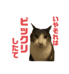 猫のねぎ2改（個別スタンプ：1）