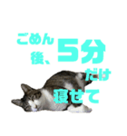 猫のねぎ2改（個別スタンプ：3）
