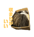 猫のねぎ2改（個別スタンプ：5）