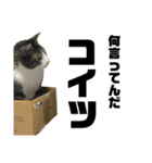 猫のねぎ2改（個別スタンプ：6）