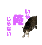 猫のねぎ2改（個別スタンプ：7）