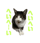 猫のねぎ2改（個別スタンプ：8）
