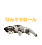 猫のねぎ2改（個別スタンプ：10）