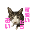 猫のねぎ2改（個別スタンプ：11）