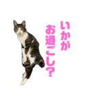 猫のねぎ2改（個別スタンプ：12）