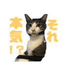 猫のねぎ2改（個別スタンプ：13）