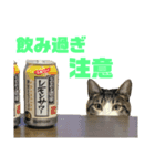 猫のねぎ2改（個別スタンプ：14）