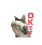 猫のねぎ2改（個別スタンプ：15）