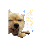ボブさんのスタンプ2021改訂版（個別スタンプ：5）