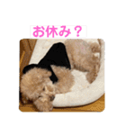テディ日記 3（個別スタンプ：9）
