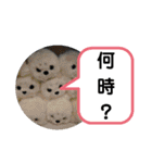 たけしのスタンプ 挨拶2（個別スタンプ：9）