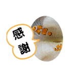 たけしのスタンプ 挨拶2（個別スタンプ：12）
