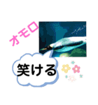 たけしのスタンプ 挨拶2（個別スタンプ：17）