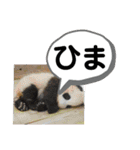 たけしのスタンプ 挨拶2（個別スタンプ：19）