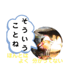 たけしのスタンプ 挨拶2（個別スタンプ：24）
