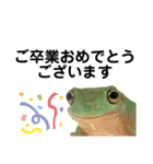 イエアメガエル 卒園 卒業式編（個別スタンプ：1）