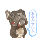 卓上わさびじゃないよ、犬のわさびだよ（個別スタンプ：1）