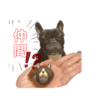 卓上わさびじゃないよ、犬のわさびだよ（個別スタンプ：5）